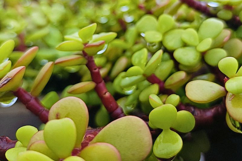 Plants with a Past: Indian Greens and Their Forgotten Stories