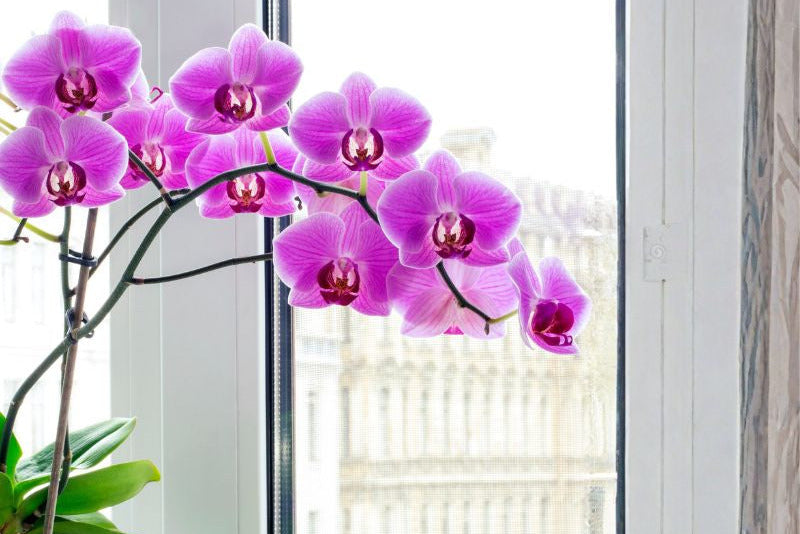 Designing with Biophilia — How to Bring Nature into Your Home