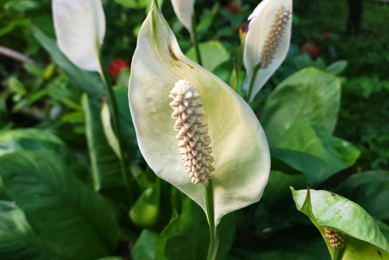 Why Every Branch Tells a Story: The Science of Healing with Green